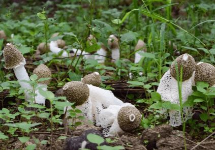 保质期内的竹荪变黄还可以吃吗竹荪变黄是不是坏了