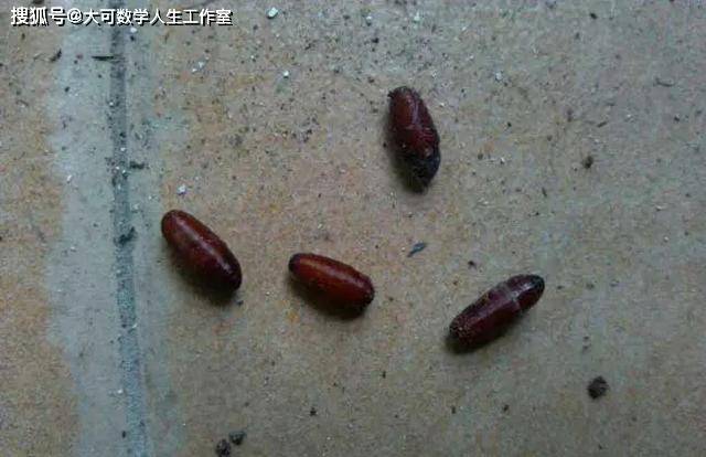 苍蝇冬天都躲哪去了?为何天一暖和就会成群的出现?_温度_昆虫_环境