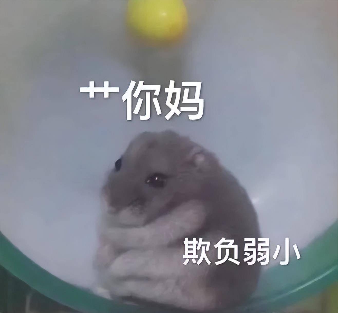 沙雕表情包笑死的一天_表情