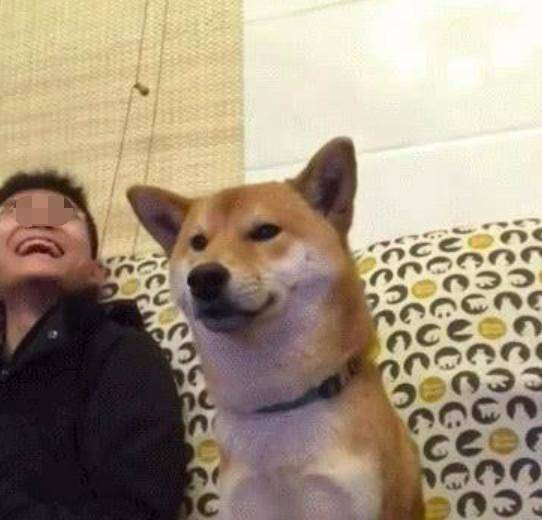 狗狗固执的要陪主人看球困得撑不住了表情特别的搞笑