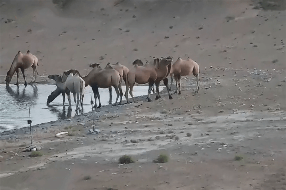 甘肃敦煌发现野骆驼，遇到狼群围攻，母骆驼引开狼群，保全了驼群