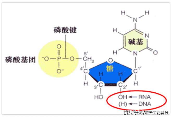 五碳糖结构图图片