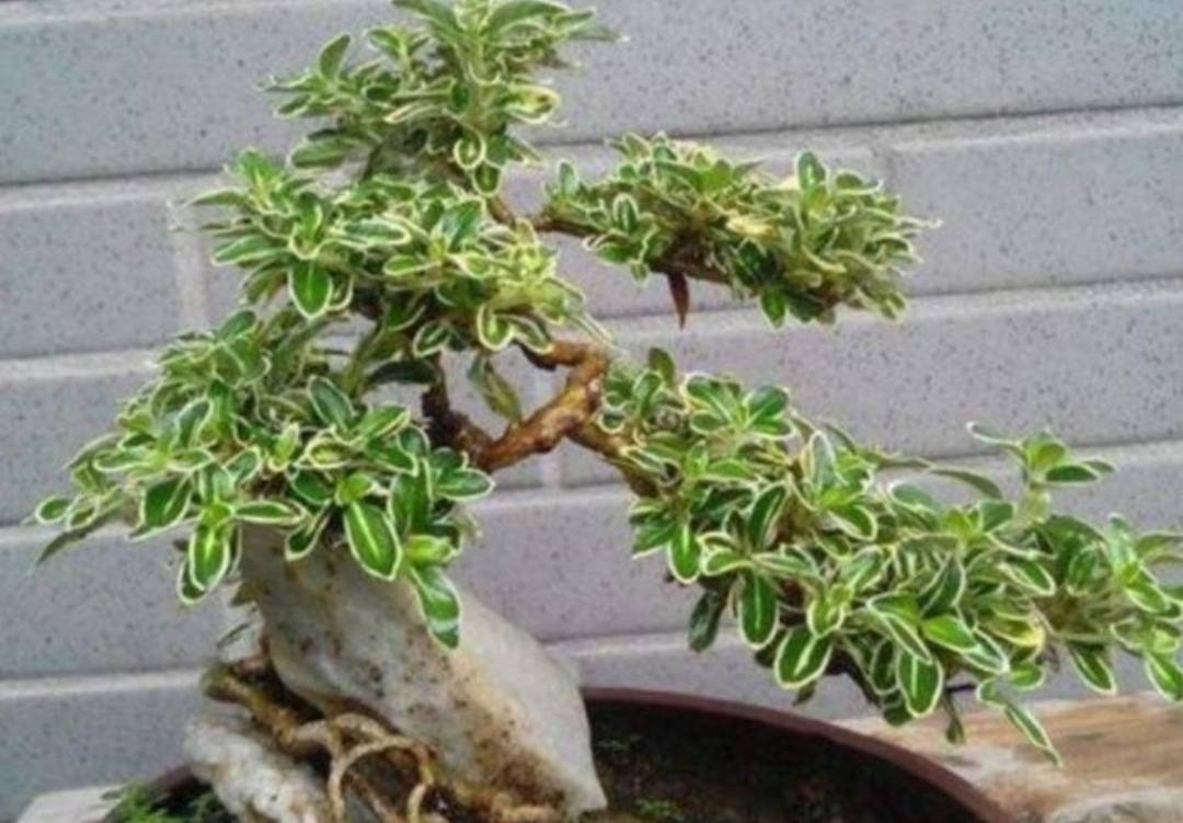 养六月雪,做好4项养护,初夏花开满枝_植株_修剪_开花