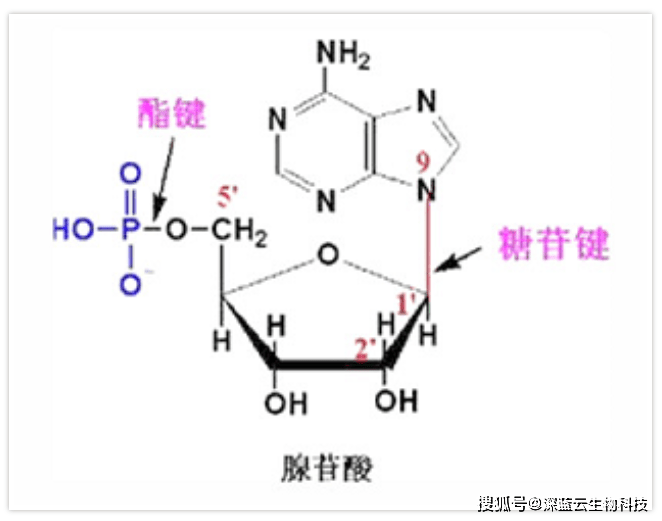 糖苷键图片