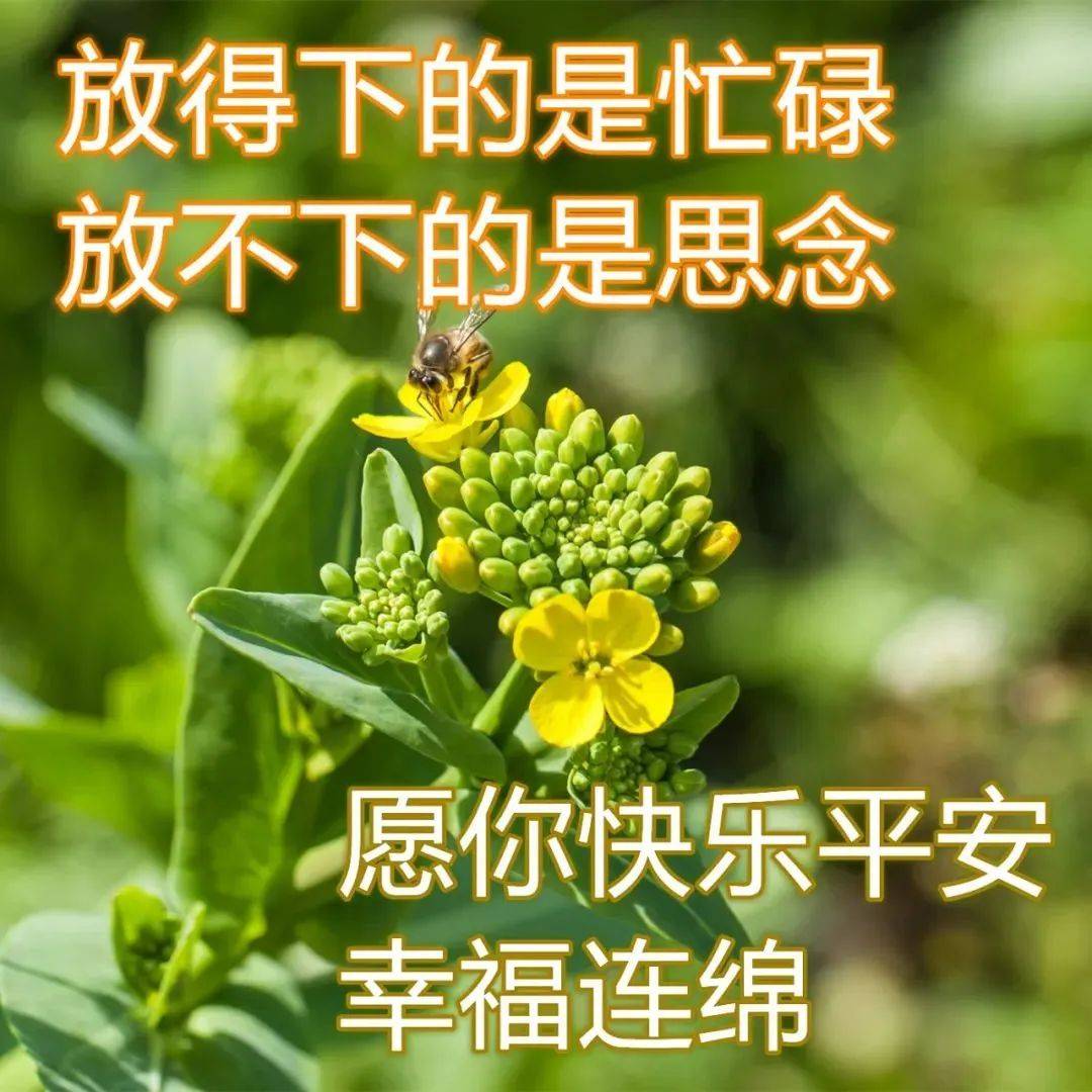 2022春日最新特漂亮早上好鲜花图片带字_祝福_生活_是一种