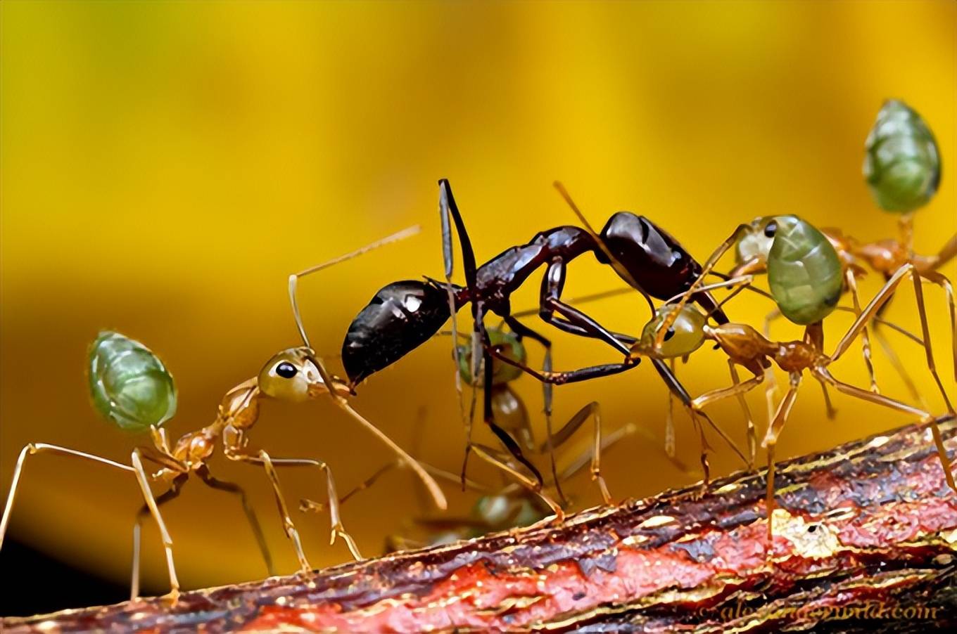 地外文明到地球,对蚂蚁的兴趣超过人类
