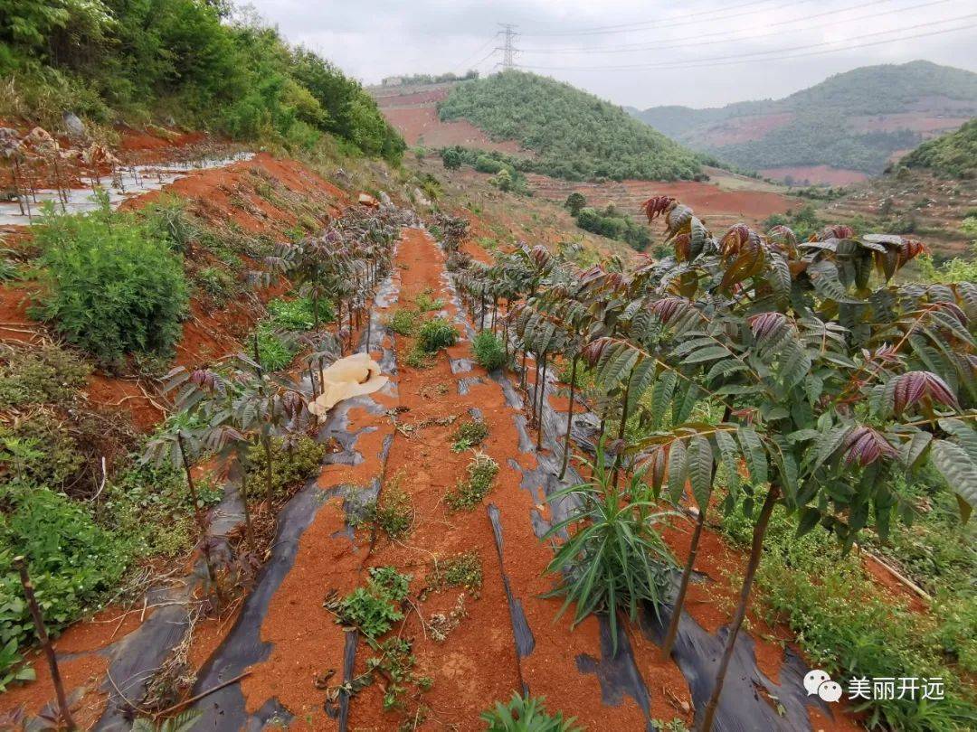 露天香椿种植技术图片