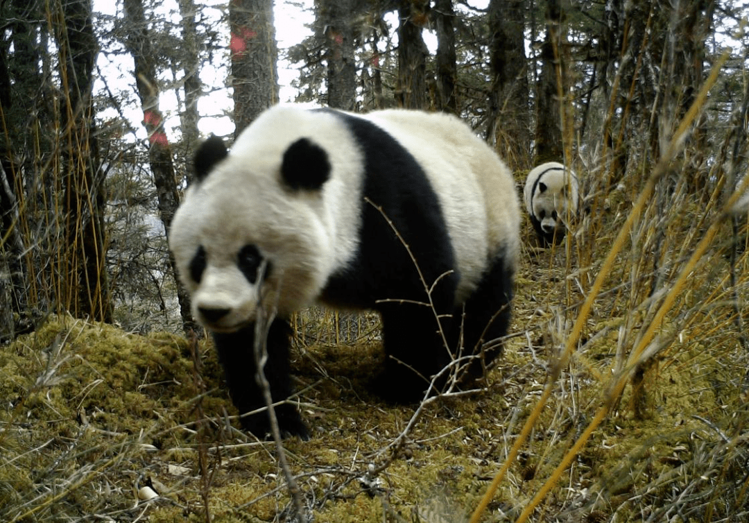 黄龙乡村民偶遇大熊猫路边悠然散步惹人爱