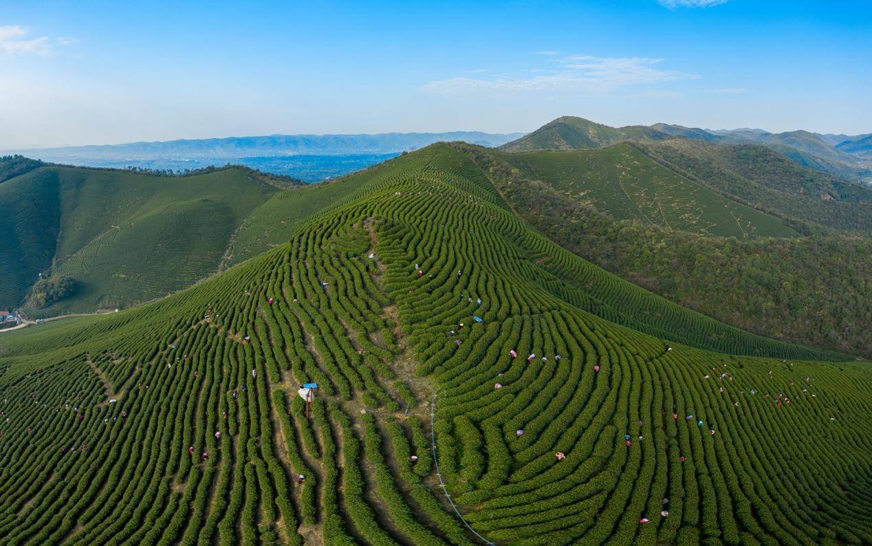 长兴紫笋茶隆重登录央视将茶香留住