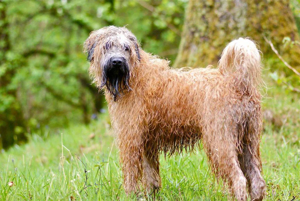 百科软毛麦色梗梗犬中的温柔小熊