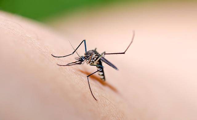 原创为什么被蚊子咬后会越挠越痒该如何快速止痒