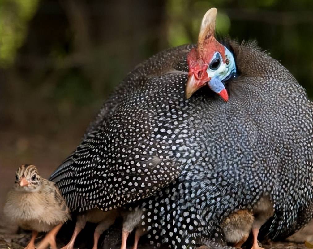 黎江村珍珠鸡好吃但为什么供货量很少3个原因告诉你答案