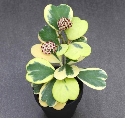 5种漂亮多肉，寓意美好，生机勃勃