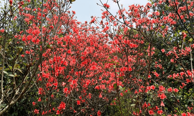 广东一“绝美公园”走红，拥有绚丽杜鹃花海，还是知名的避暑胜地