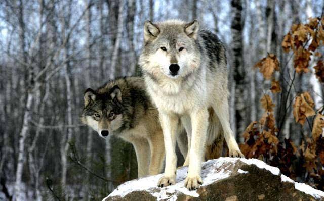 原创狼这种动物有多可怕知道狼的弱点被攻击时也可以全身而退