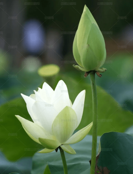 4月20日开始4属相运势上涨财运亨通事业进步生活顺心如意