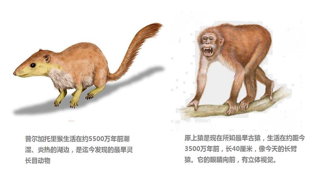 人与猴有生殖隔离,人类却造出人猴“杂交”胚胎,这是怎么回事?_细胞_猴子_生物
