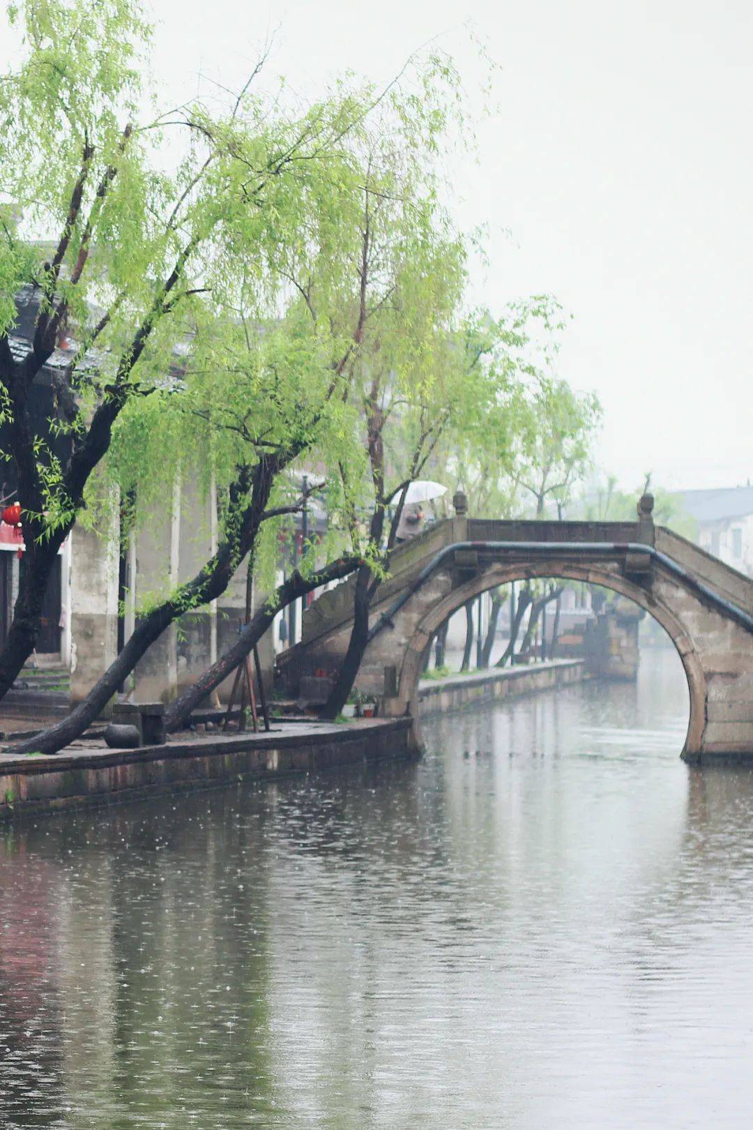 木棉道江南春色美无边人间盛景四月天