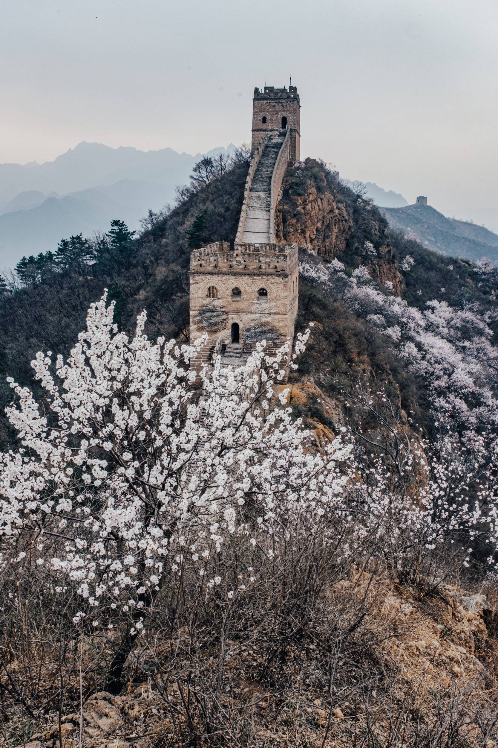 原创杏花带雨春意浓春色长城现柔情如此美景不要错过了