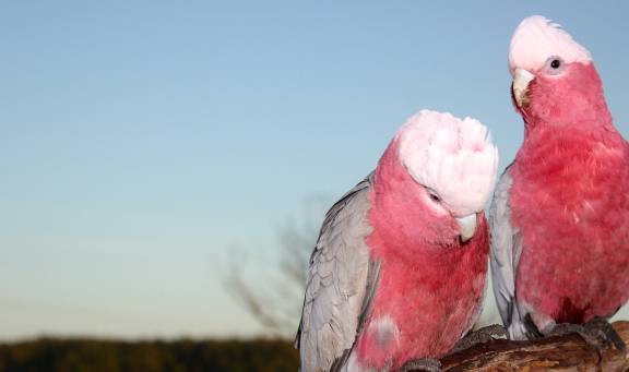 国内罕见粉色玄凤鹦鹉 你肯定没有见过 其实它叫 粉红巴丹 葵花 羽毛 知识