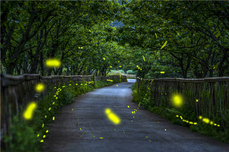 图片赏析丨楠溪滩林萤火纷飞