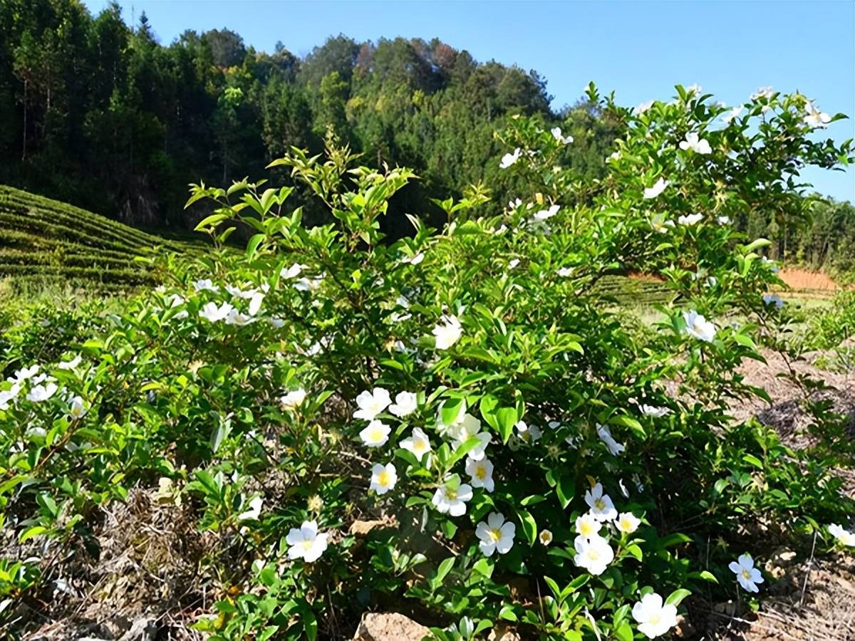 福建建阳崇雒乡仙颜谷金樱子花盛开啦