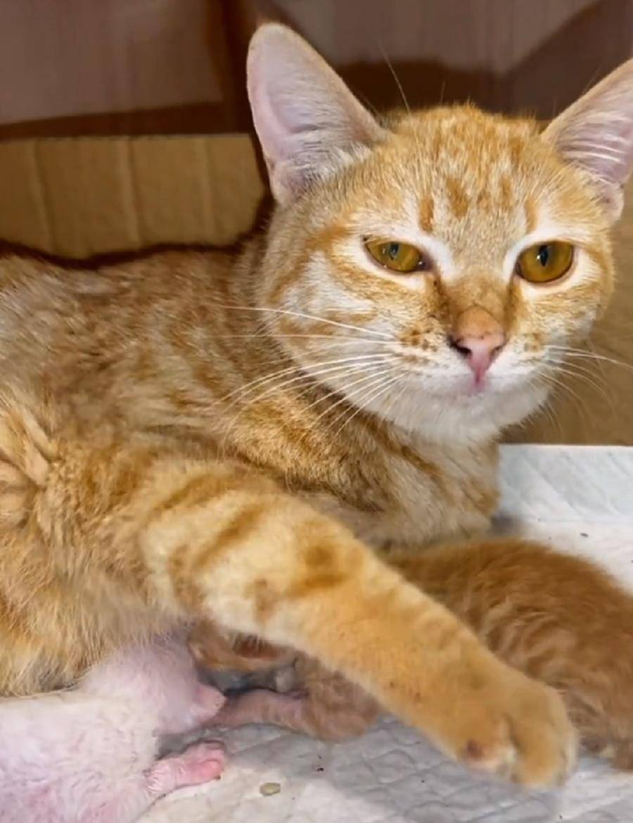 原创虽每次上药都是煎熬但被剥皮的怀孕猫咪为了孩子还是顽强挺过来了