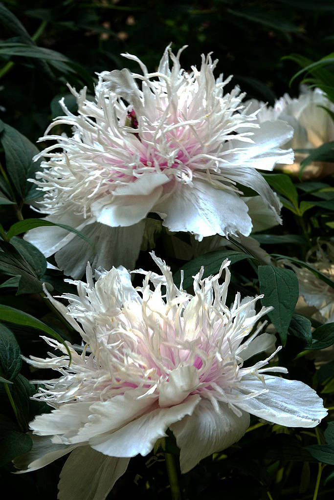 隋唐遗址公园的银丝贯顶牡丹