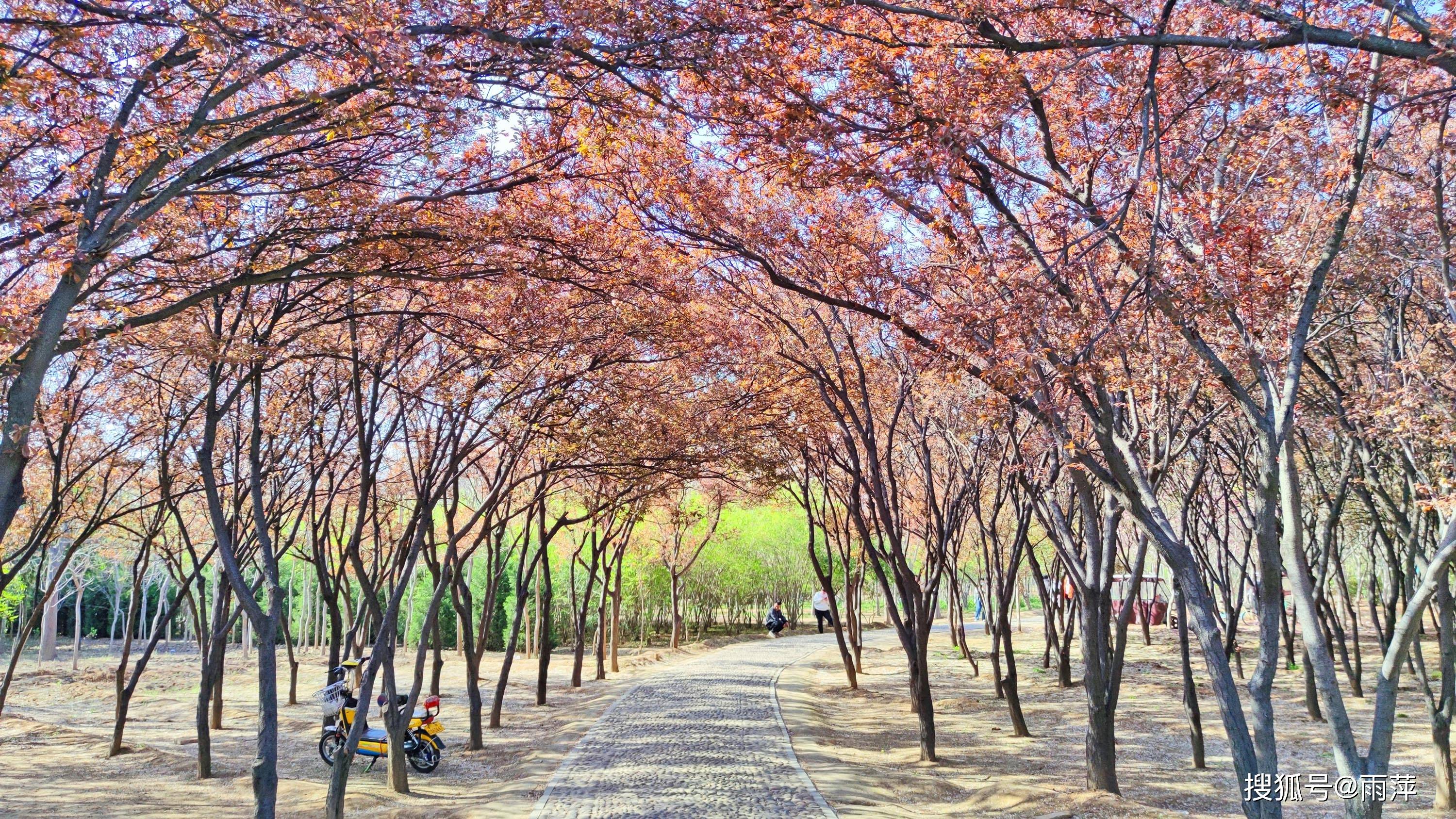 春天来了，古都安阳殷墟国家考古遗址公园，赏花、放风筝一样不少