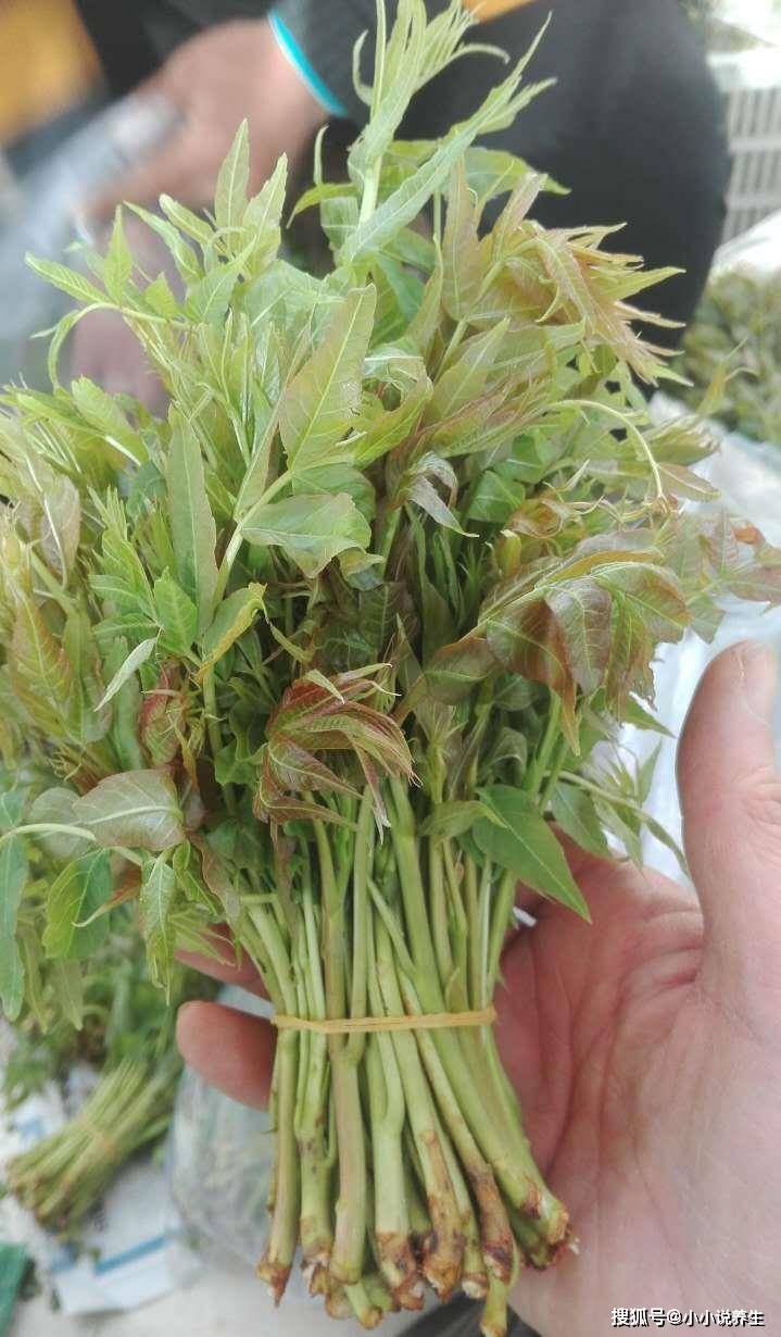 原创红香椿和绿香椿有什么区别差别可不止一点别再乱买了