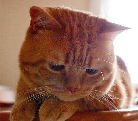 猫咪天生一副忧郁样子,眼神空洞望向远方,到底是谁欺负了它_alaine_耳