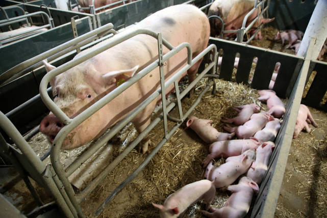 怀孕期间母猪的喂食量母猪保健方案及母猪保健程序汇总怀孕母猪怎么