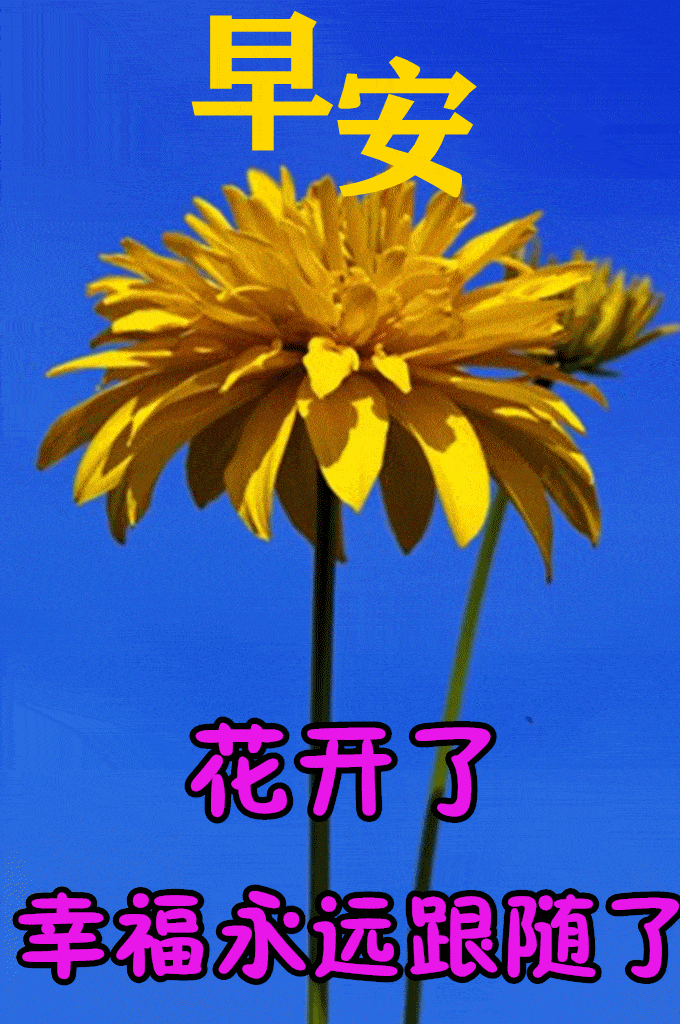 原创8张最新漂亮早上好问候鲜花图片带字2022创意唯美春日早上好问候