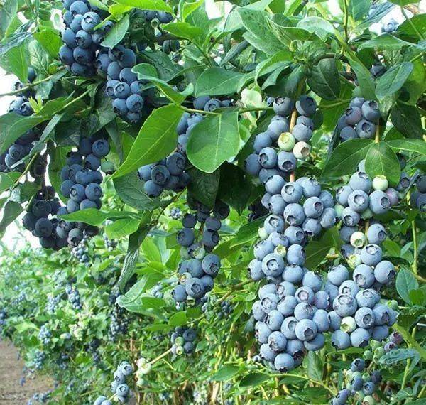 原创阳台种棵蓝莓老果农教你养开花一串串好吃又营养