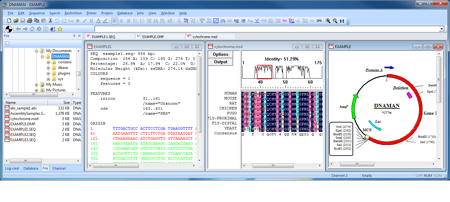 DNAMAN | 分子生物学应用软件插图1