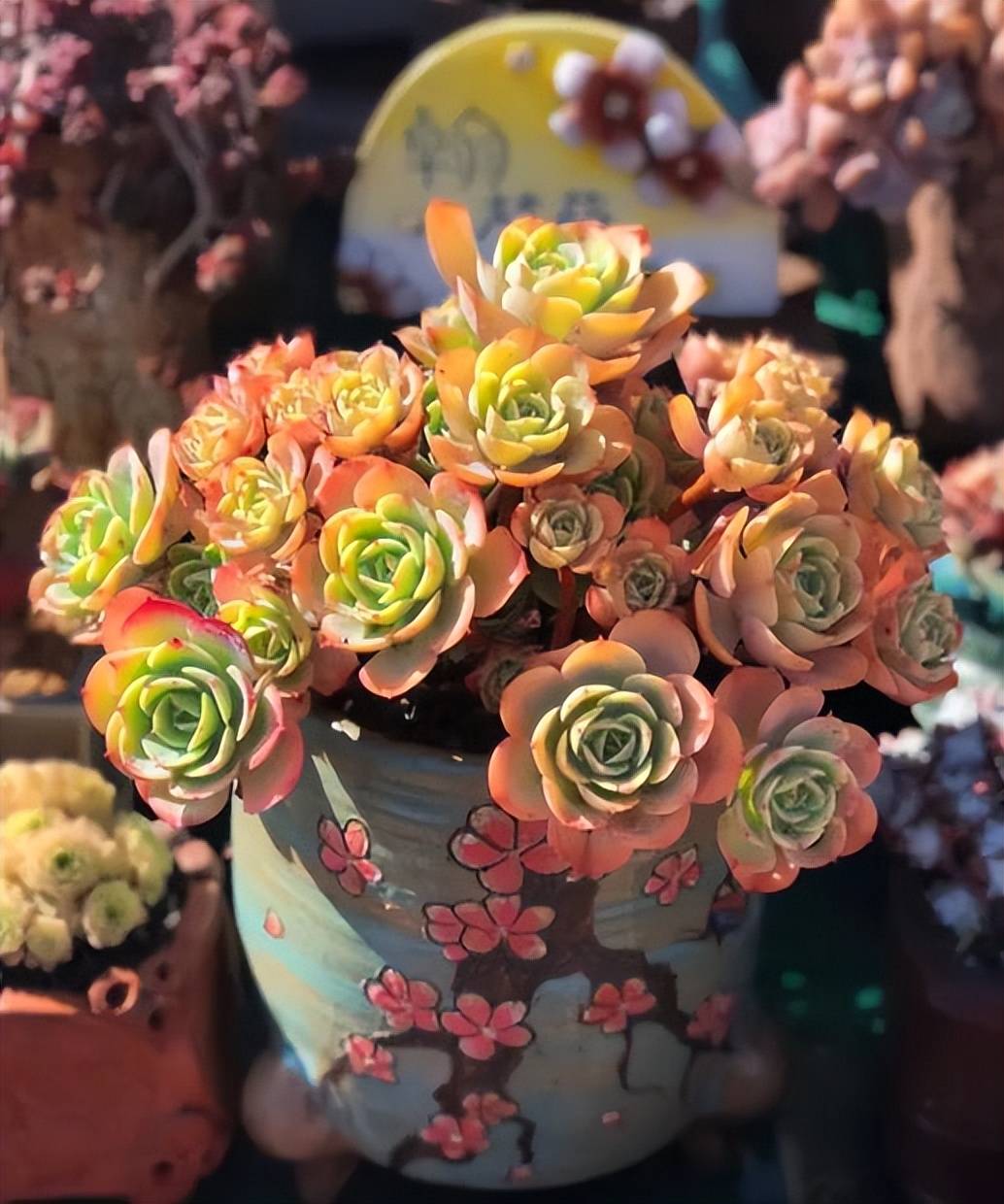 喜欢多肉老桩定要试试柠檬玫瑰清新好看易度夏适合新手