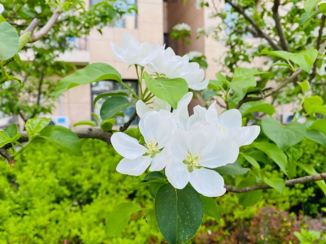 谷雨时节寻芳至，春入燕达看此花