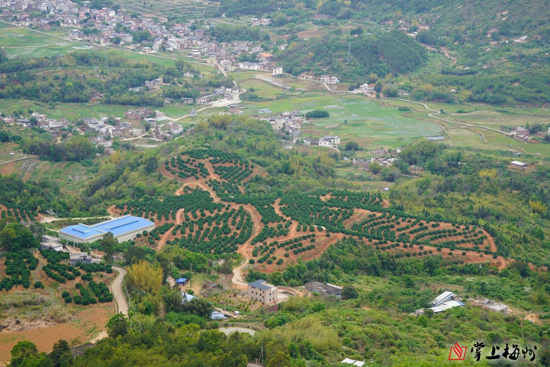 蹄疾步稳拓裕途因地制宜谋良方兴宁市罗岗镇聚焦重点有序推进乡村振兴