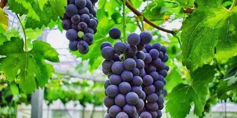 葡萄苗花芽分化影响因素及促花措施 下 栽培 树木 生产