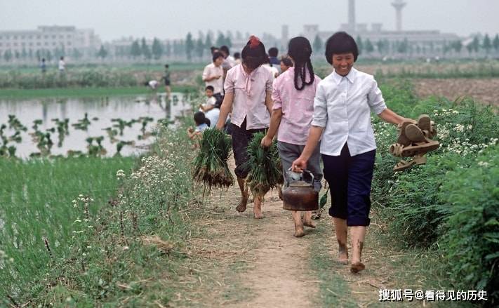 老照片 1985年江苏南京插秧的农民 农民一直就是这么辛苦_中国_稻苗