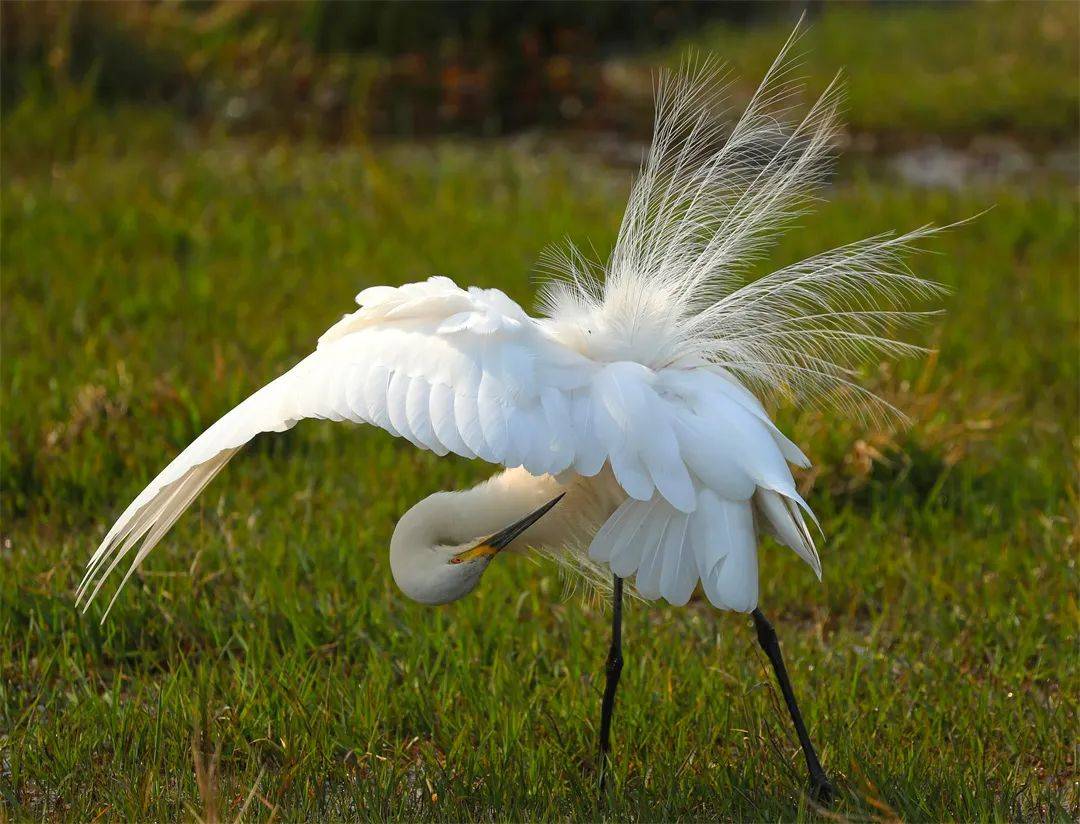 一大波美图告诉你 腾冲的鹭鸶有多美