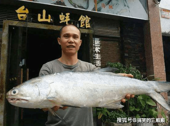 银元宝鱼图片及价格图片