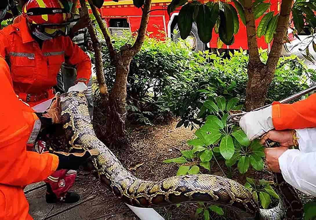 曾有女子被整个吞下_蟒蛇_用身体_猎物