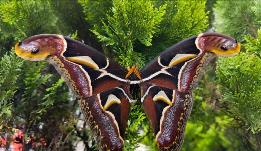 头顶"双蛇头",广东韶关现巨型乌桕大蚕蛾,翅展达200mm_翅膀_物种_褐色