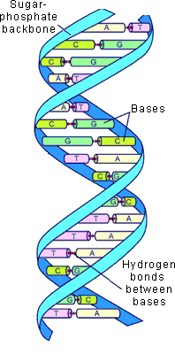 science封面6连发 人类最完整的基因组测序完成