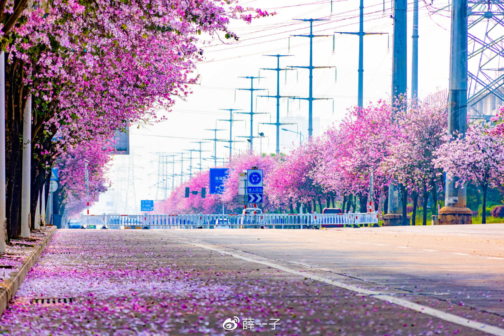 2022年柳州紫荆花图片