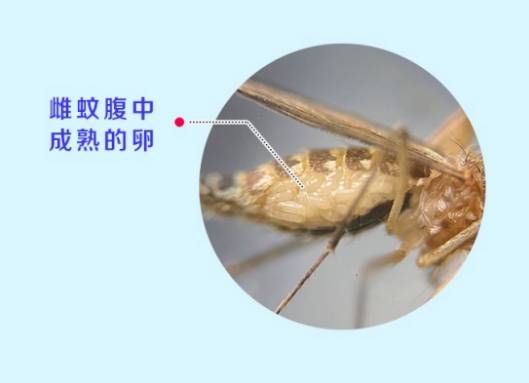 榄菊科普吸血这件事蚊子还会分雌雄