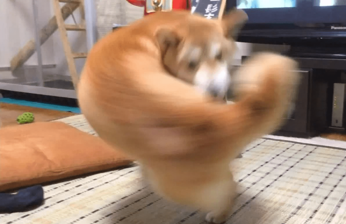 幻想成真，肌肉柴犬与霸气狐狸在这款游戏里一决高下_搜狐网