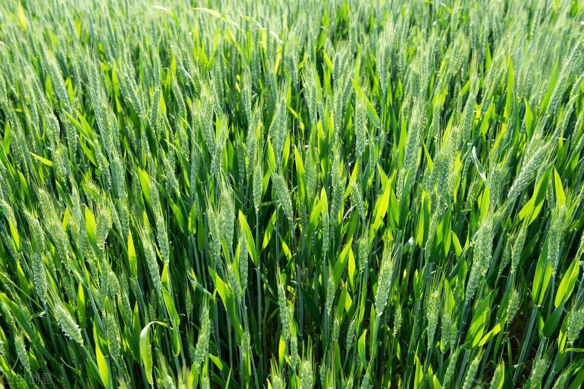 小麦想既抗灾又高产灌浆时就这么做麦穗丰满产量高