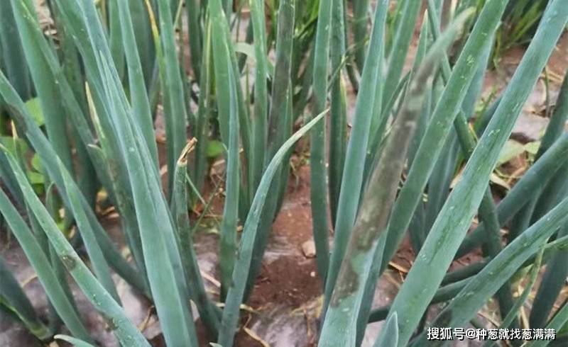 大葱叶子有白点是什么病,用什么药防治_灰霉病_进行_病虫害